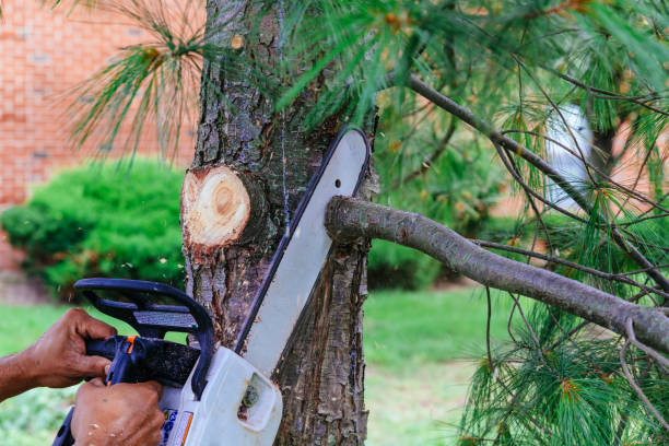 Best Tree Removal Services  in Soledad, CA